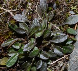 Cardamine dimidia. Rosette leaves.
 Image: P.B. Heenan © Landcare Research 2019 CC BY 3.0 NZ